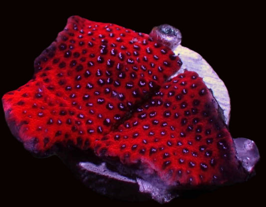 Mystic montipora