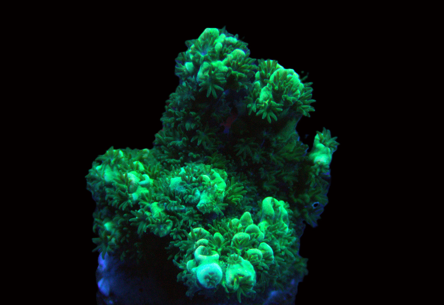 Homewrecker JR acropora